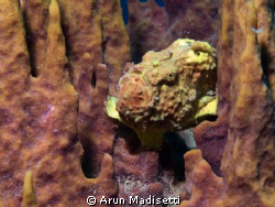 Mellow yellow
Antennarius multiocellatus on giant barrel... by Arun Madisetti 